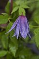 Clematis alpina Cecile-3 Powojnik alpejski